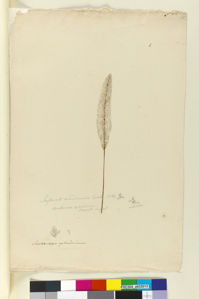 Side 8. Imperata arundinacea syn. Saccharum cylindricum, ca. 1803-06 (wc, penn, blekk og blyant) av John William Lewin