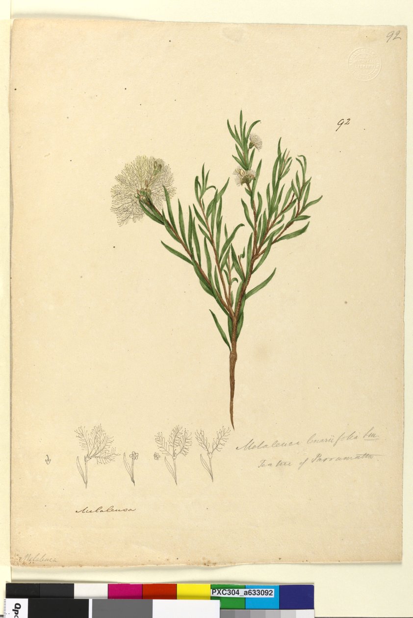 Side 92. Melaleuca linariifolia, ca. 1803-06 (wc, penn, blekk og blyant) av John William Lewin