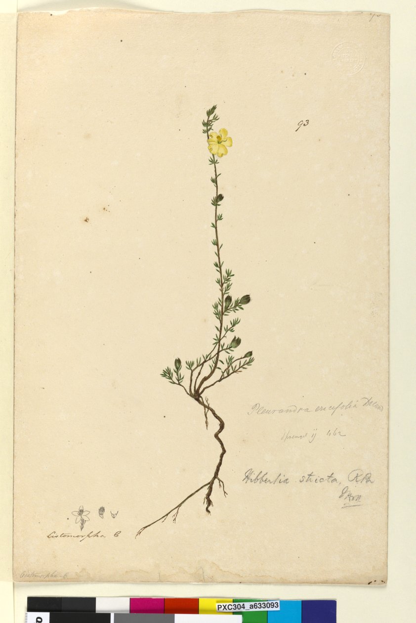 Side 93. Hibbertia stricta, c.1803-06 (wc, penn, blekk og blyant) av John William Lewin