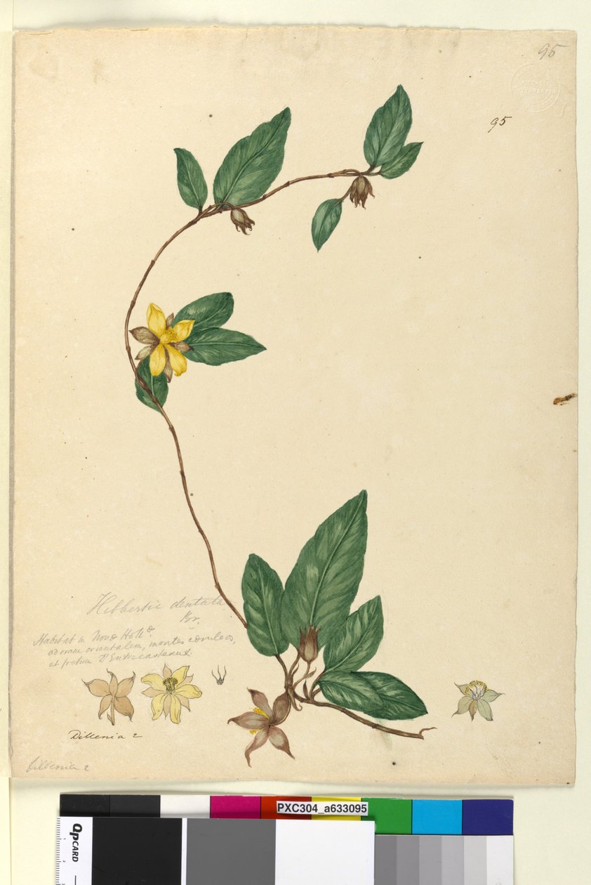 Side 95. Hibbertia dentata, c.1803-06 (wc, penn, blekk og blyant) av John William Lewin