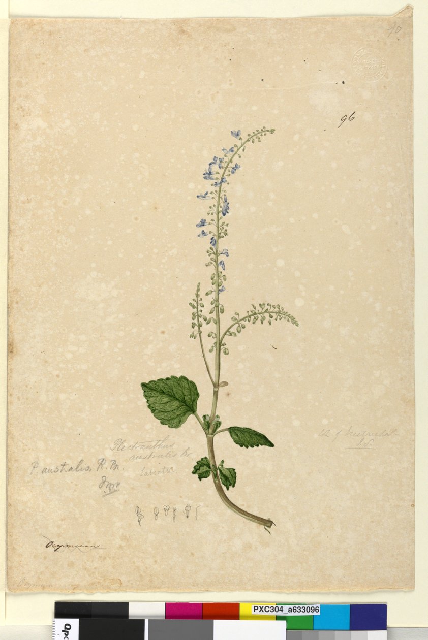 Side 96. Plectranthus australis, ca. 1803-06 (wc, penn, blekk og blyant) av John William Lewin