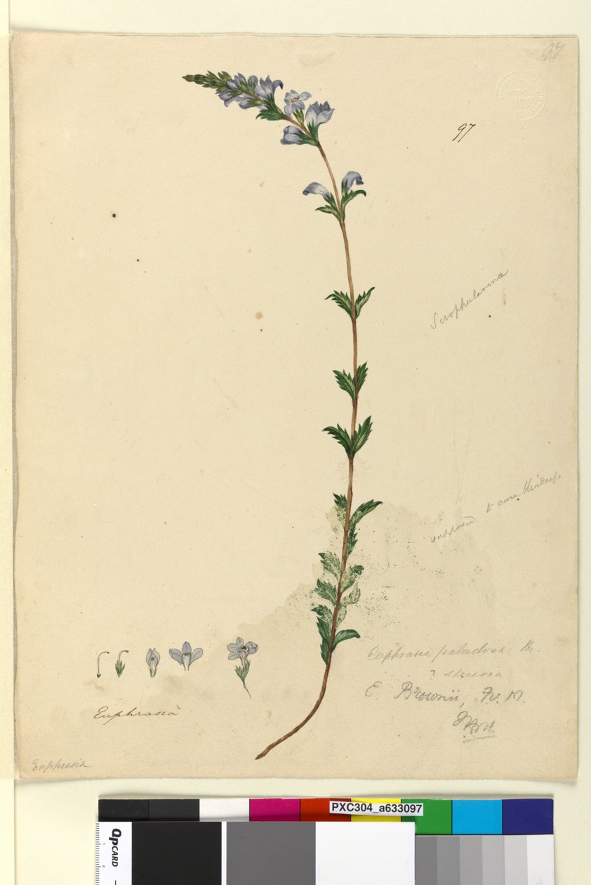 Side 97. Euphrasia paludosa, ca. 1803-06 (wc, penn, blekk og blyant) av John William Lewin