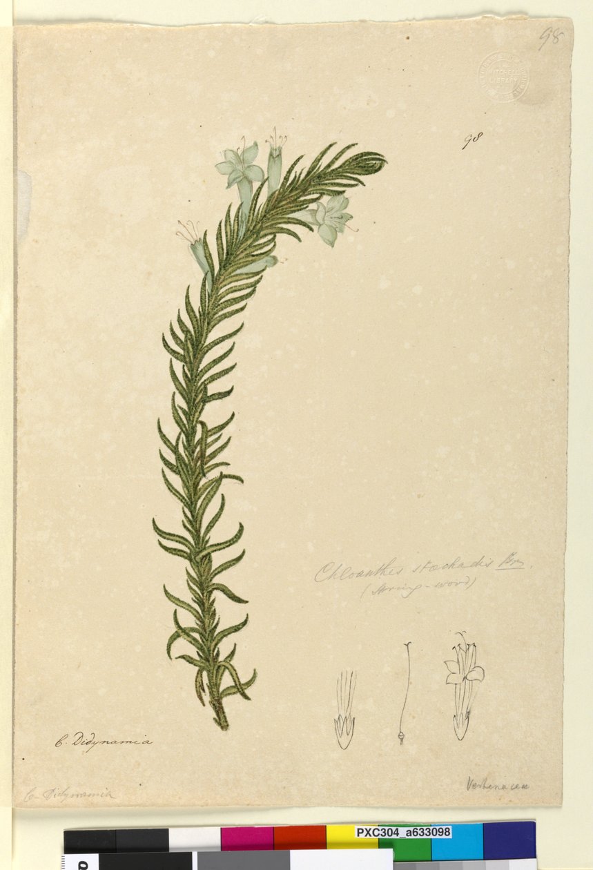 Side 98. Chloanthes stoechadis, ca. 1803-06 (wc, penn, blekk og blyant) av John William Lewin