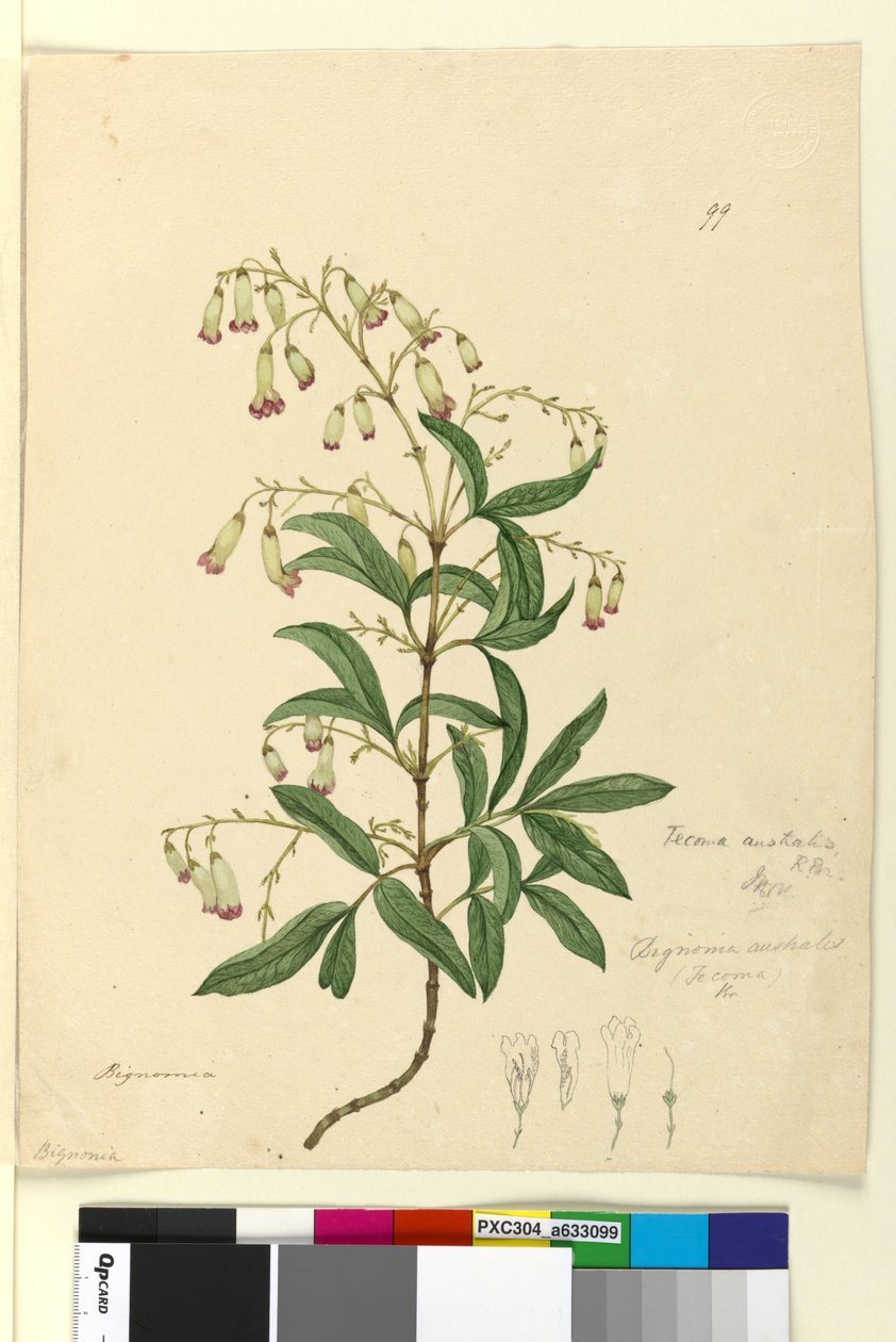 Side 99. Bignonia australisPandorea pandorana, ca. 1803-06 (wc, penn, blekk og blyant) av John William Lewin