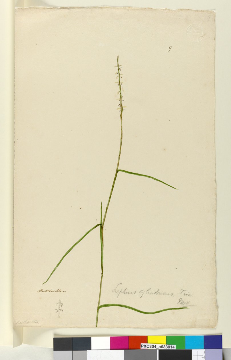 Side 9. Lepturus cylindricus, ca. 1803-06 (wc, penn, blekk og blyant) av John William Lewin