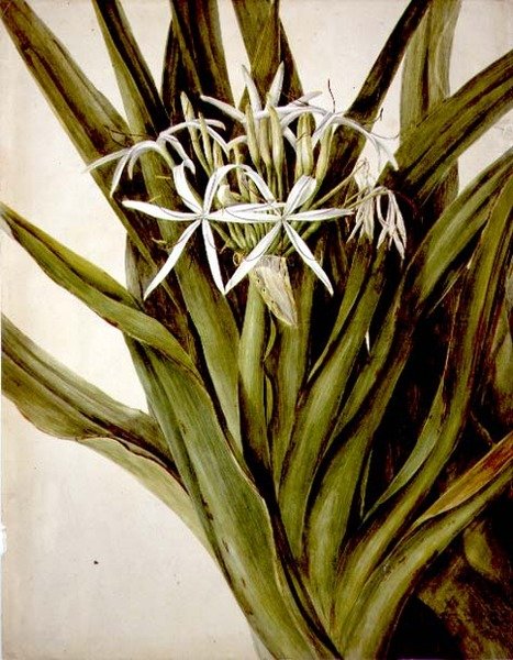 Murray Lily, crinum pedunculatum av John William Lewin