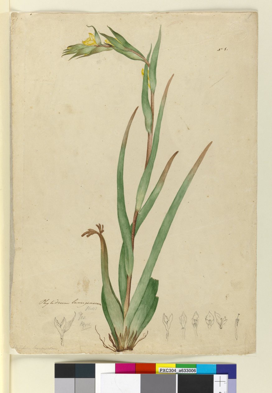 l. Phylidrum lanuginosum, ca. 1803-06 (wc, penn, blekk og blyant) av John William Lewin