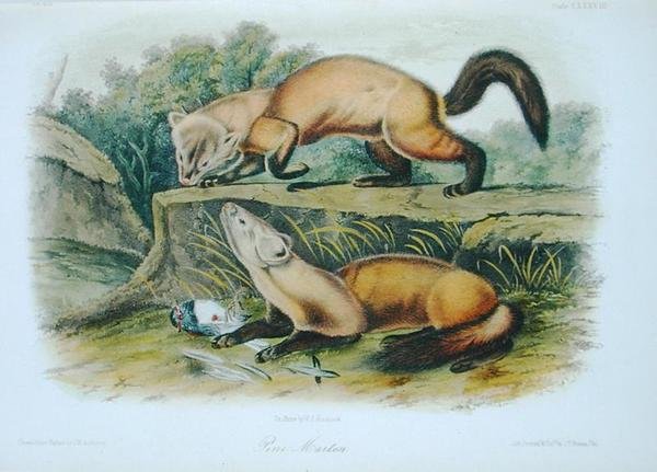 Pine Marten, plate 138 fra 