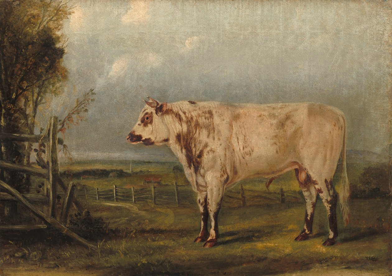 En ung okse av John Woodhouse Audubon