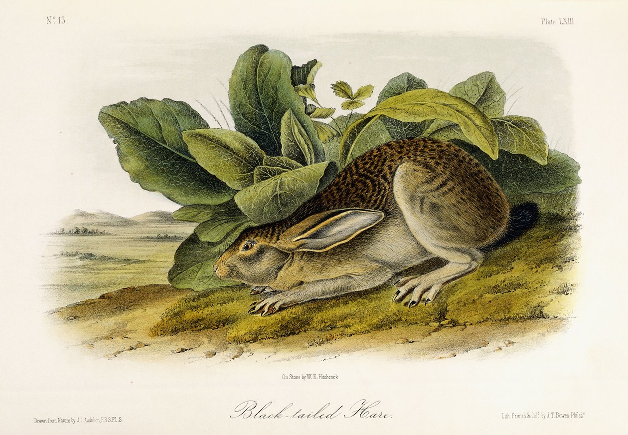 Svarthalehare, ca. 1849-1854 av John Woodhouse Audubon