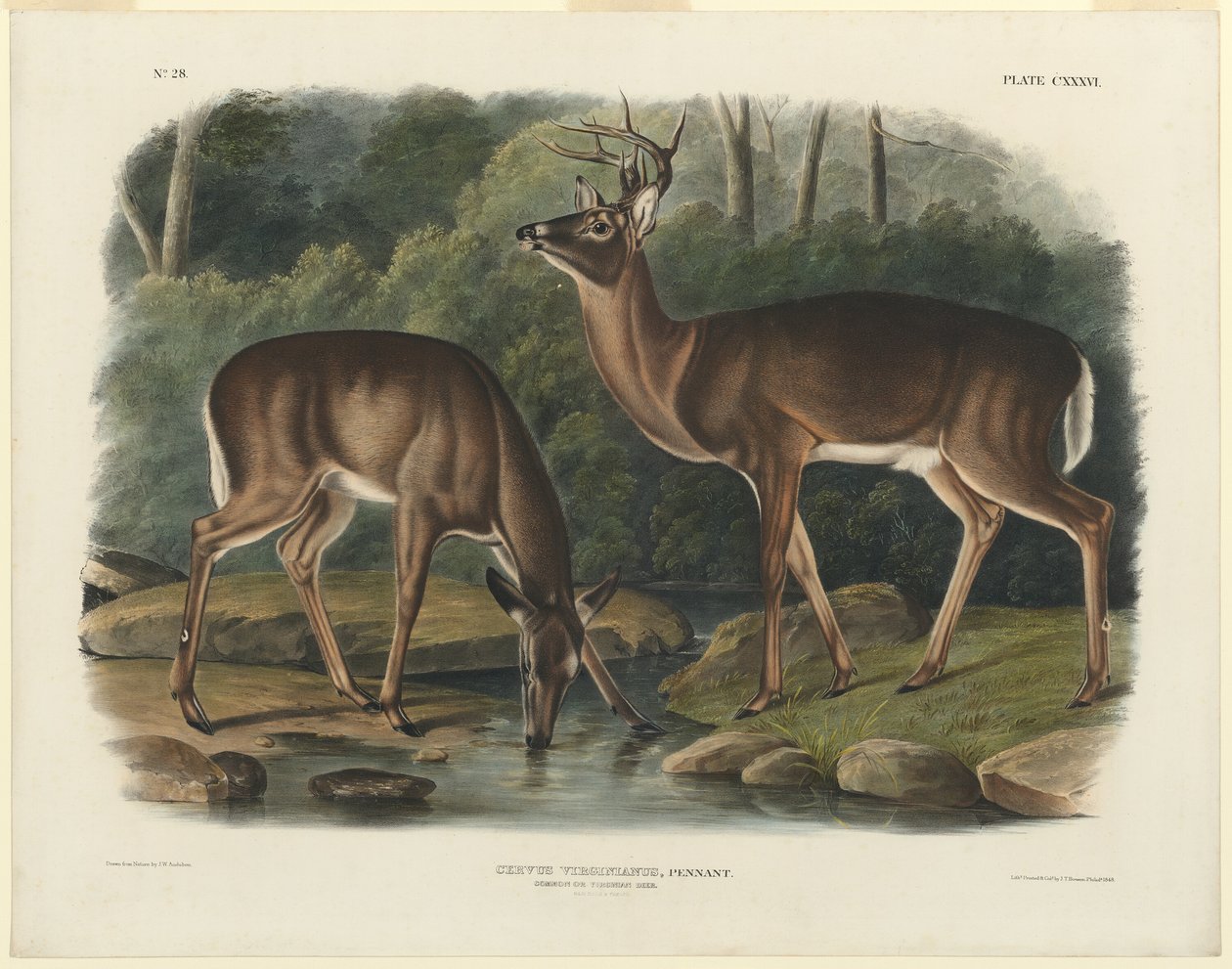 Virginia hjort av John Woodhouse Audubon