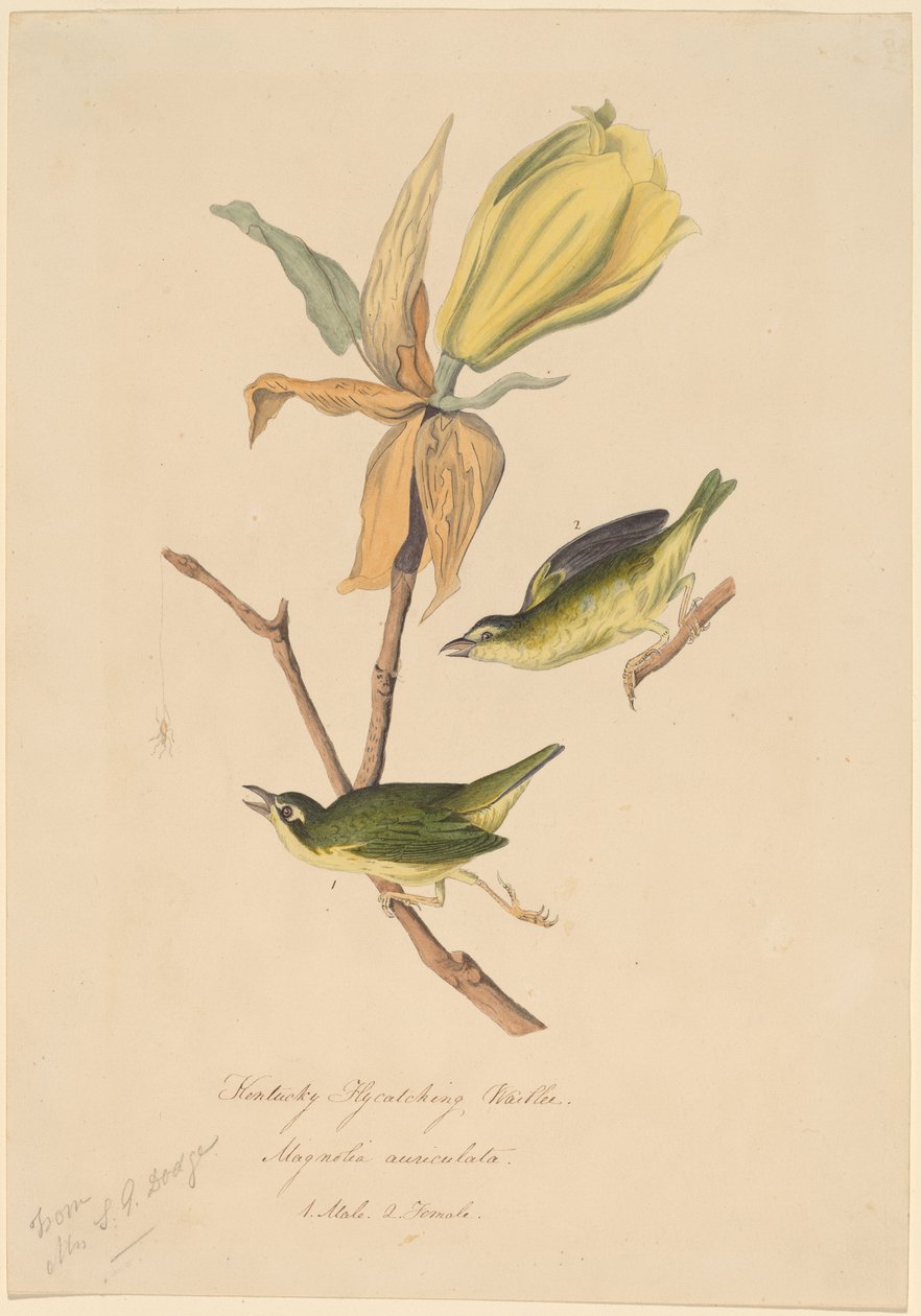 Kentucky fluefangende sangsanger av John Woodhouse Audubon