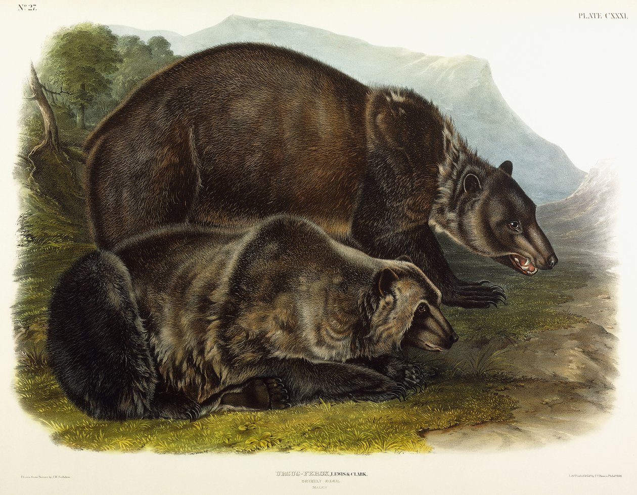 Hann grizzlybjørn, 1848 av John Woodhouse Audubon