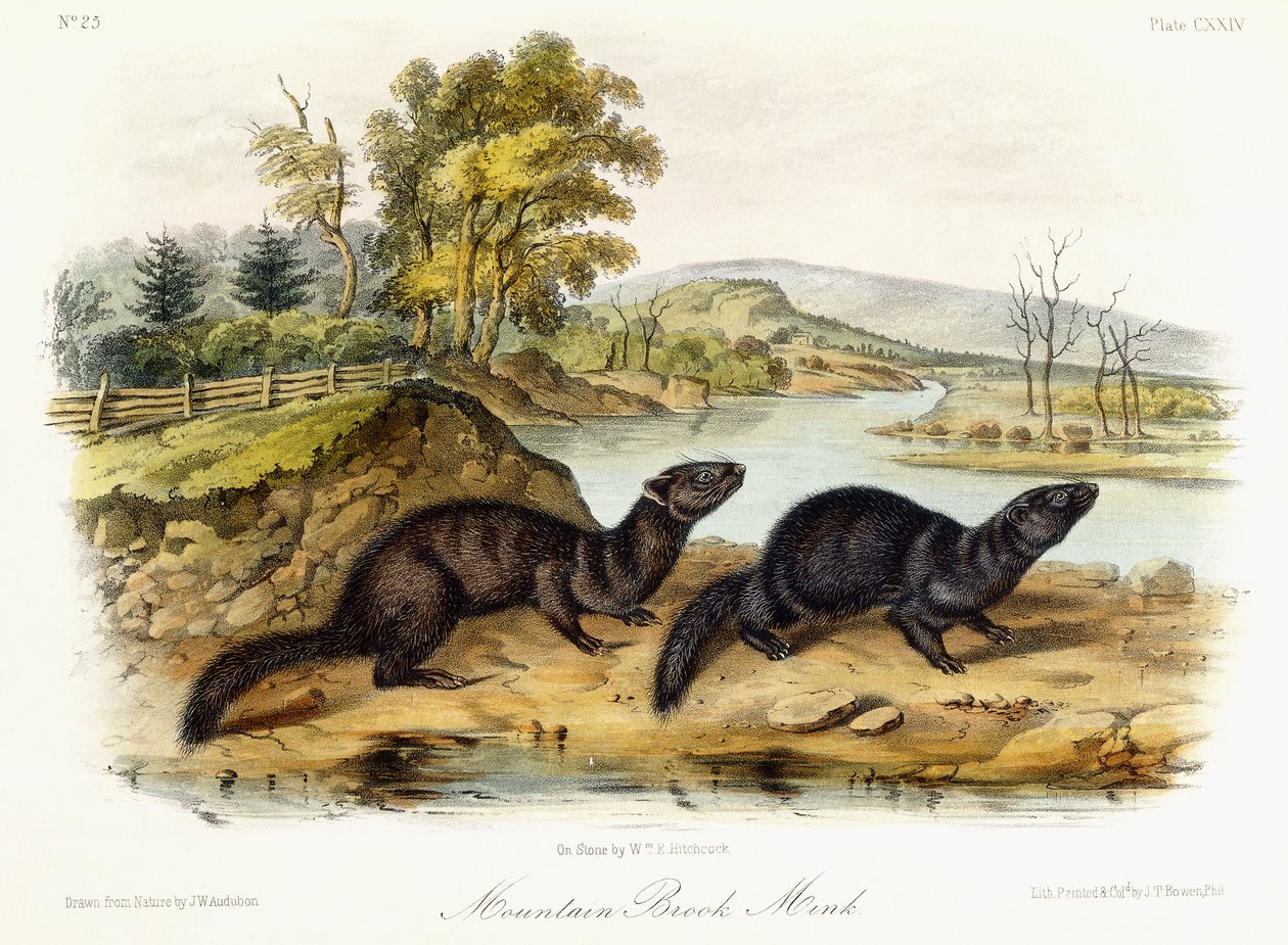 Mountain Brook Mink, ca. 1849-1854 av John Woodhouse Audubon