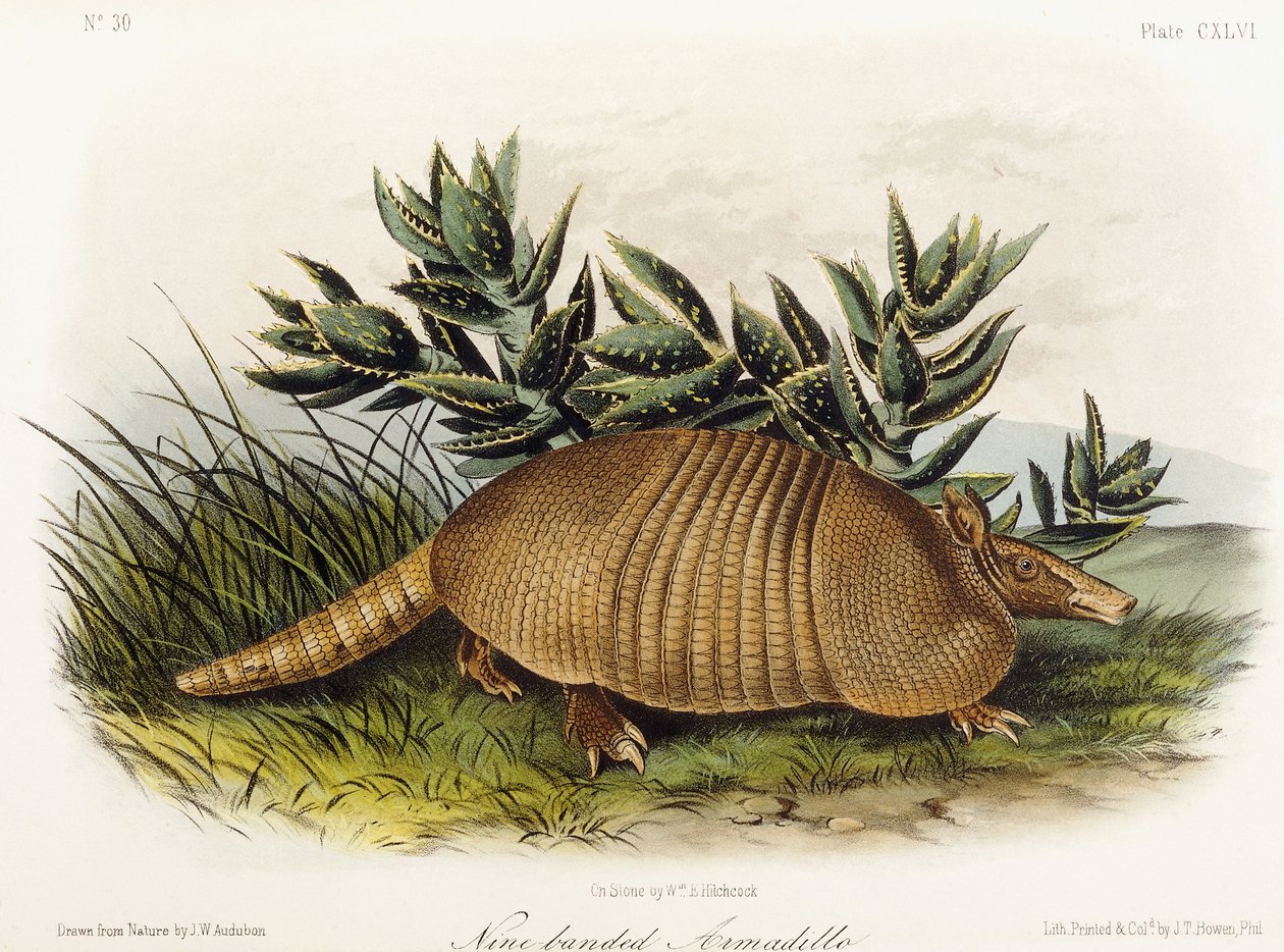 Ni-båndet beltedyr, 1849-1854 av John Woodhouse Audubon