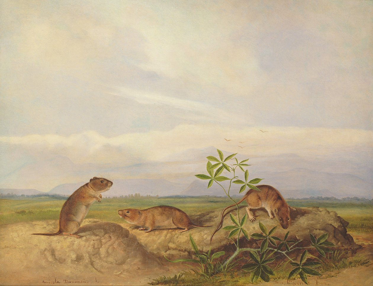 Townsend's Meadow Mouse, Meadow Vale og Swamp Rice Rat (eller Rice Meadow House) av John Woodhouse Audubon