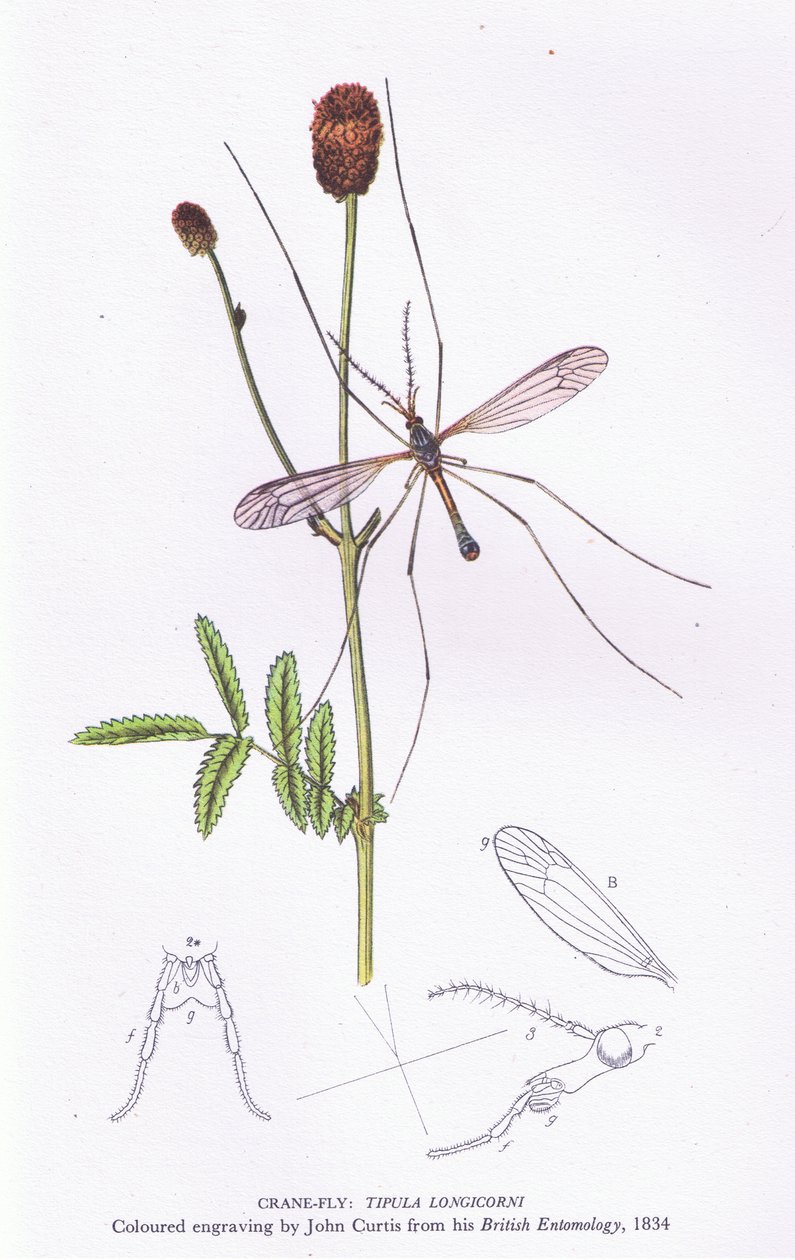 Crane Fly, Nature in Britain utgitt av Collins, 1946 av John after Curtis