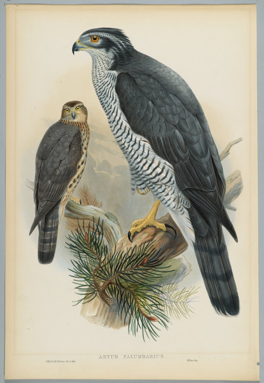 Astur Palumbarius - hønsehauk, tegnet av J. Wolf, gravert av H. C. Richter av John after Gould