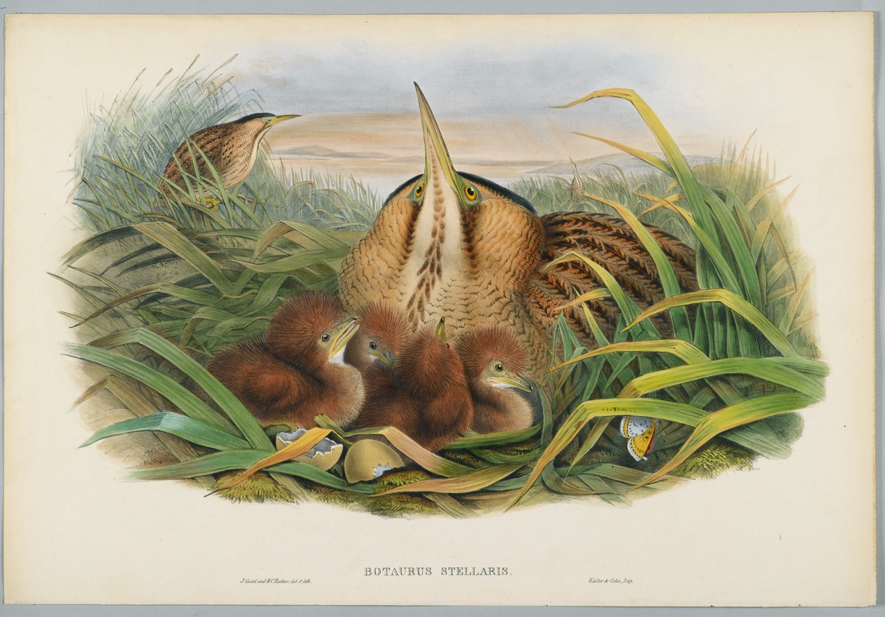 Botaurus Stellaris - Bittern, gravert av H. C. Richter av John after Gould