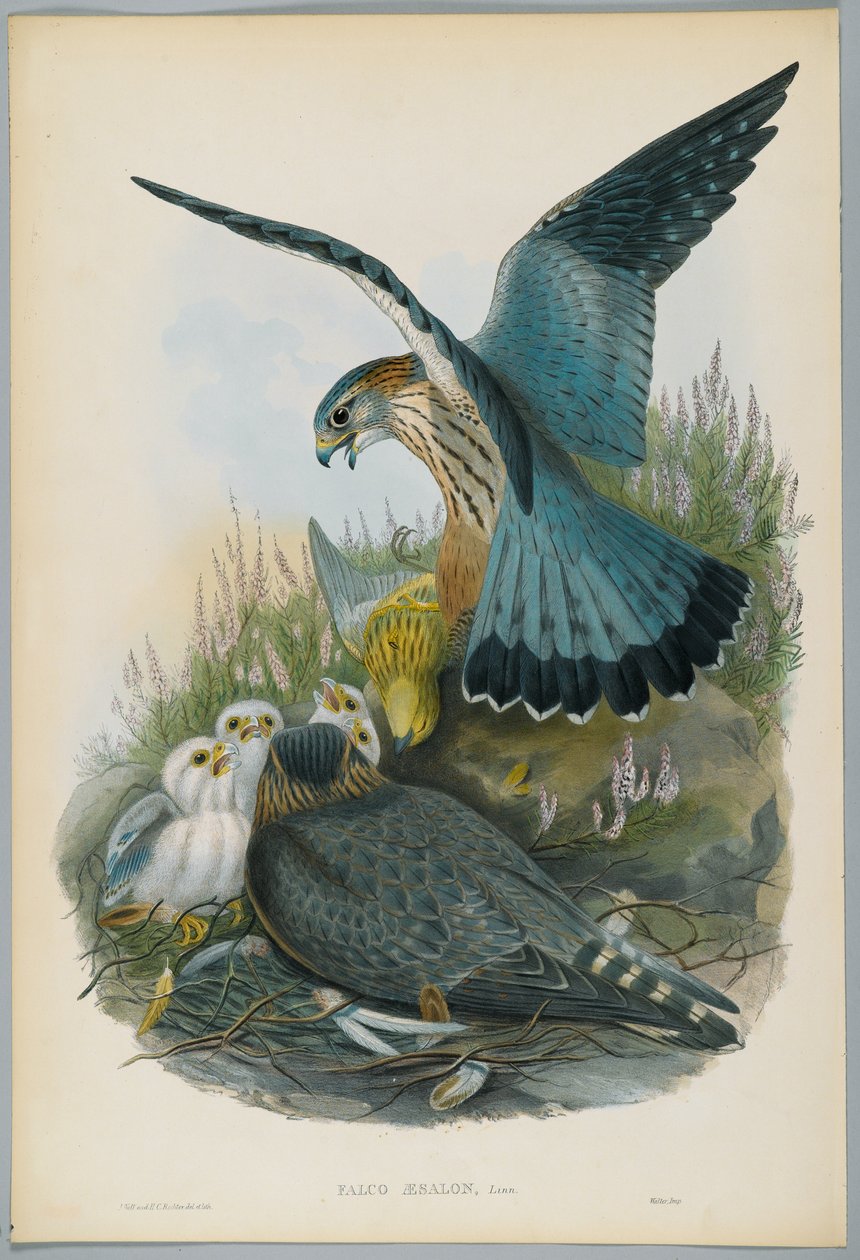 Falco Aesalon - Merlin, tegnet av J. Wolf, gravert av H. C. Richter av John after Gould