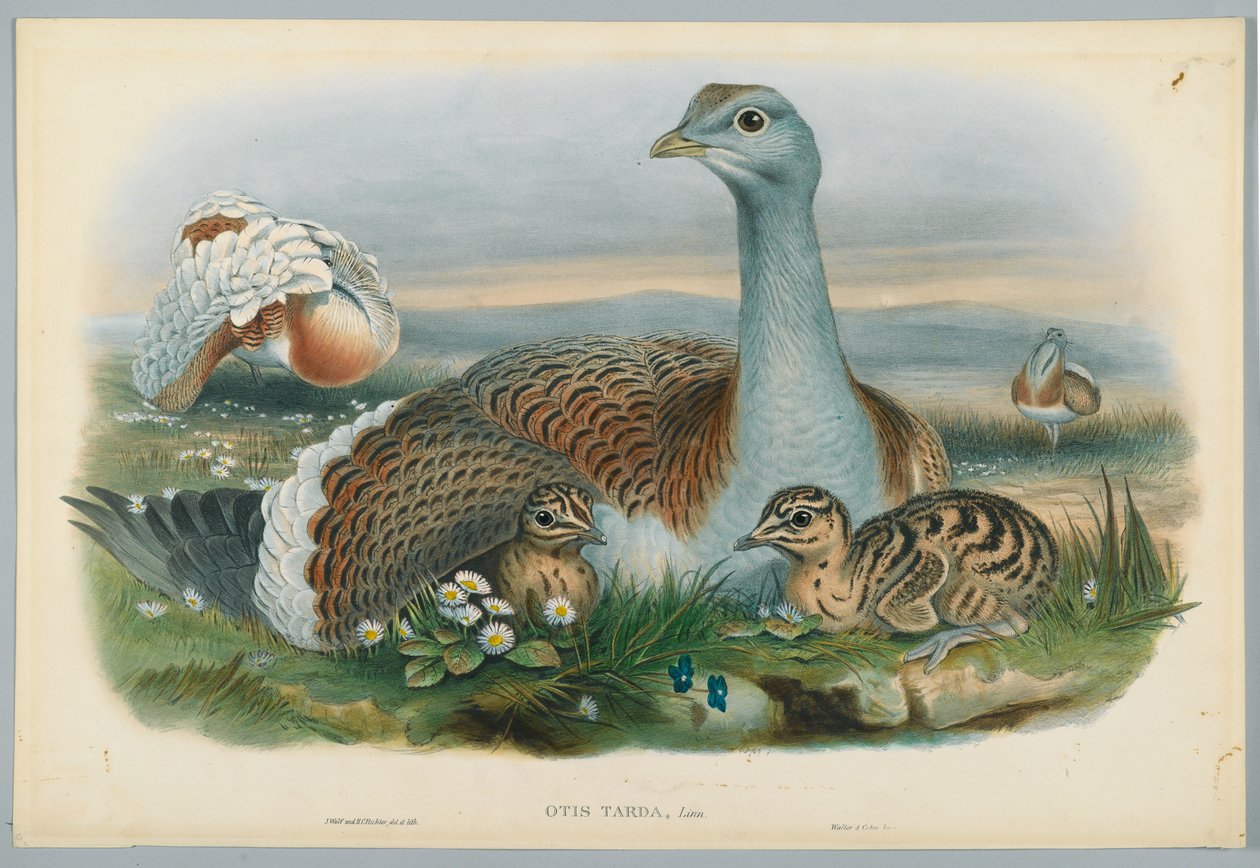 Otis Torda - Stor bustard, tegnet av J. Wolf, gravert av H. C. Richter av John after Gould