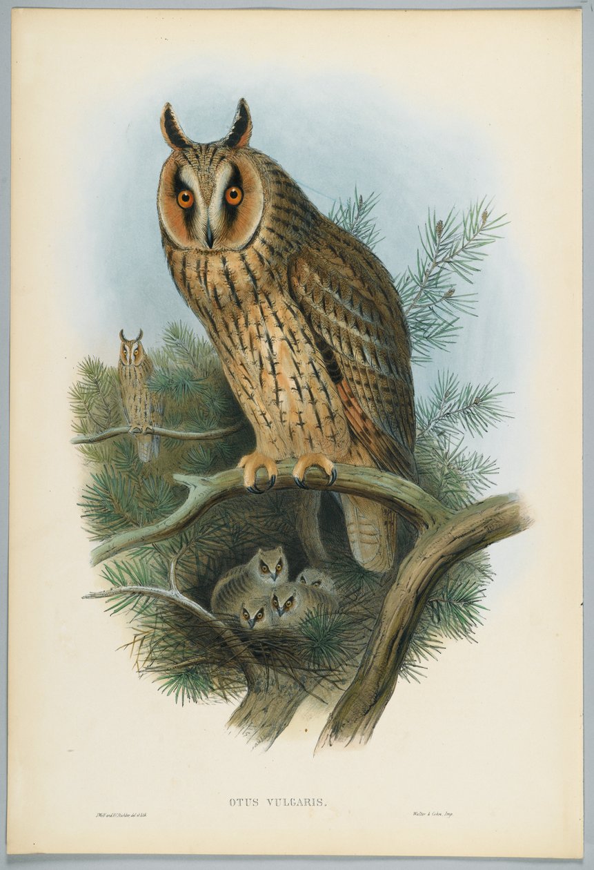 Otus Vulgaris - Langøret ugle, tegnet av J. Wolf, gravert av H. C. Richter av John after Gould
