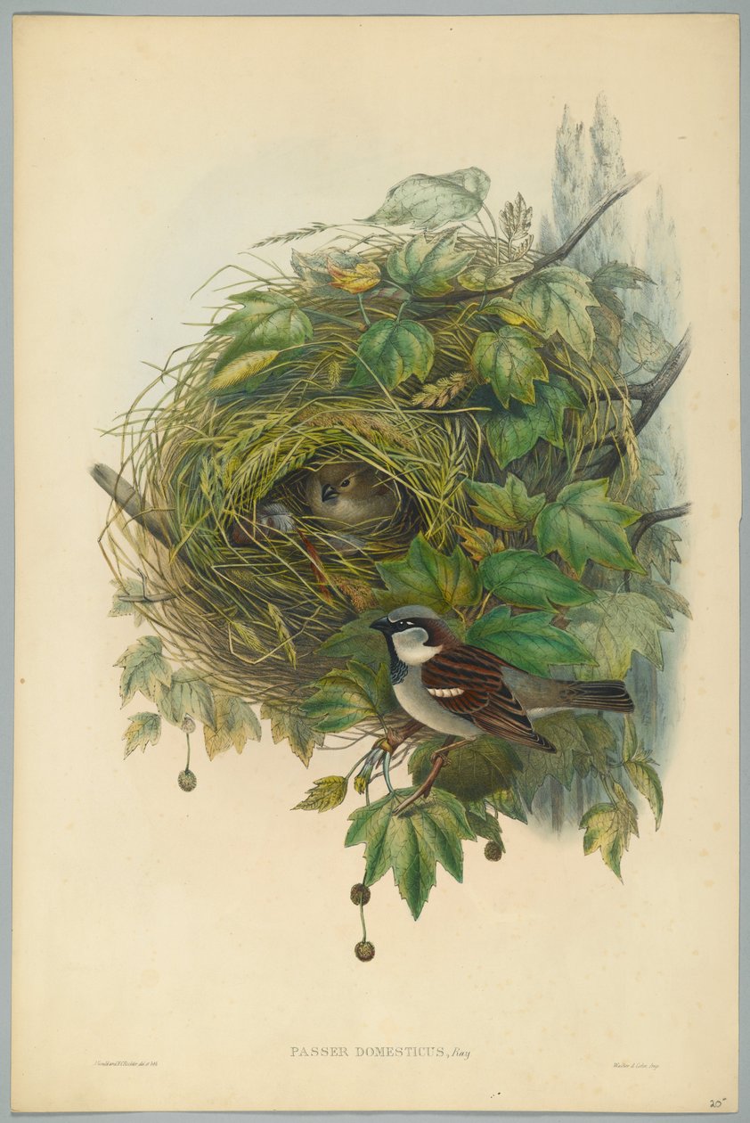 Passer Domesticus - Vanlig gråspurv, gravert av H. C. Richter av John after Gould