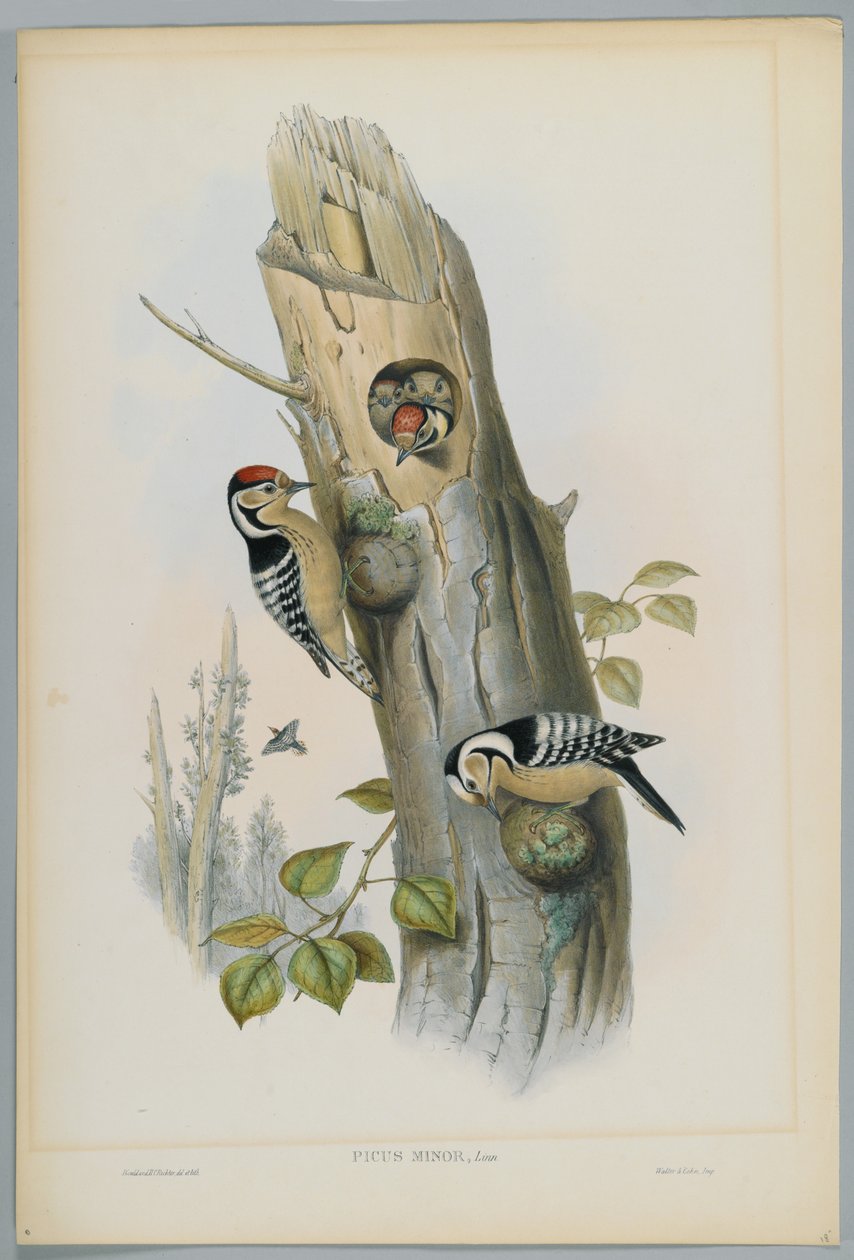 Picus Minor - mindre spett, gravert av H. C. Richter av John after Gould