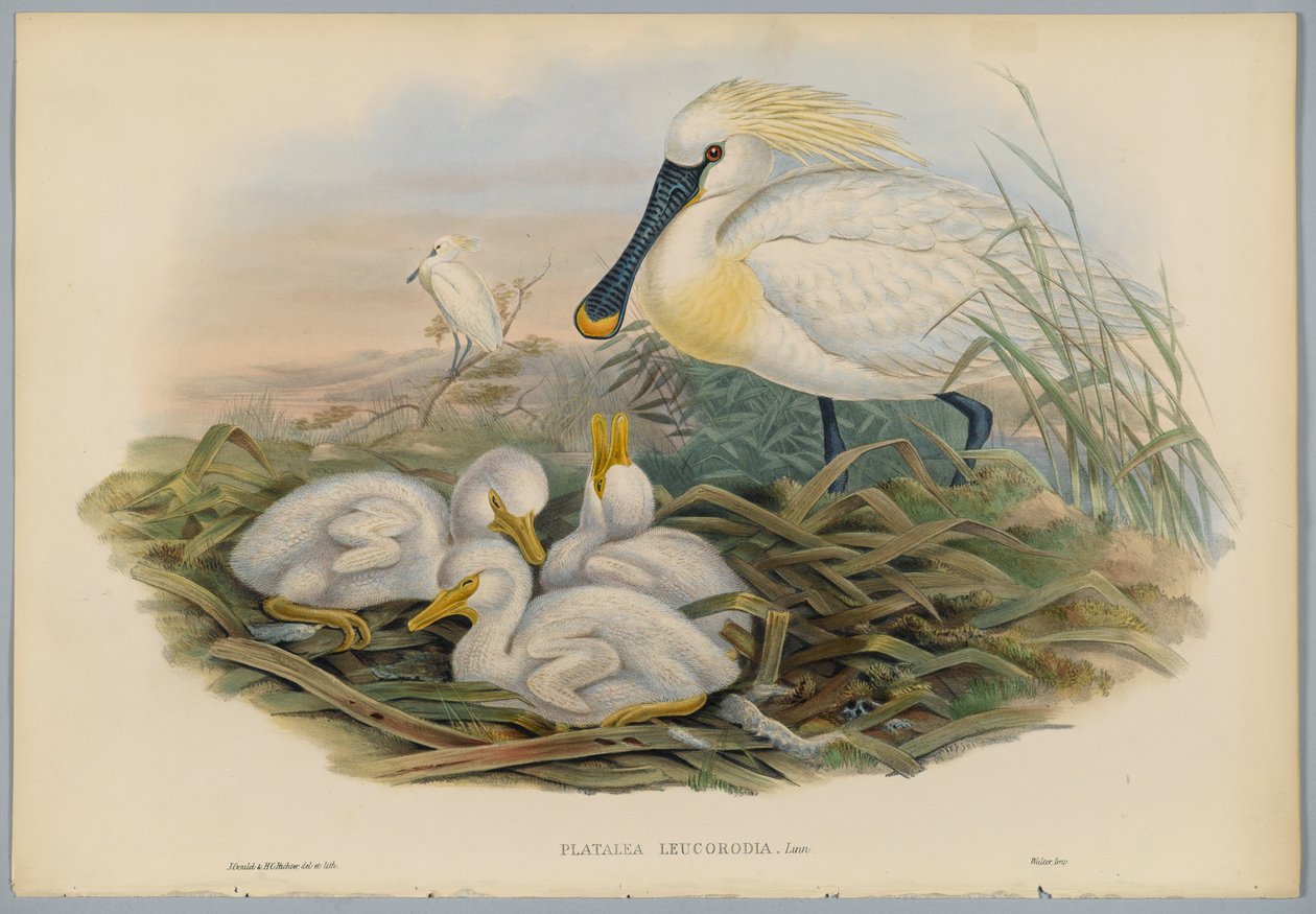 Platalea Leucorodia - Spoonbill and Young, gravert av H. C. Richter av John after Gould