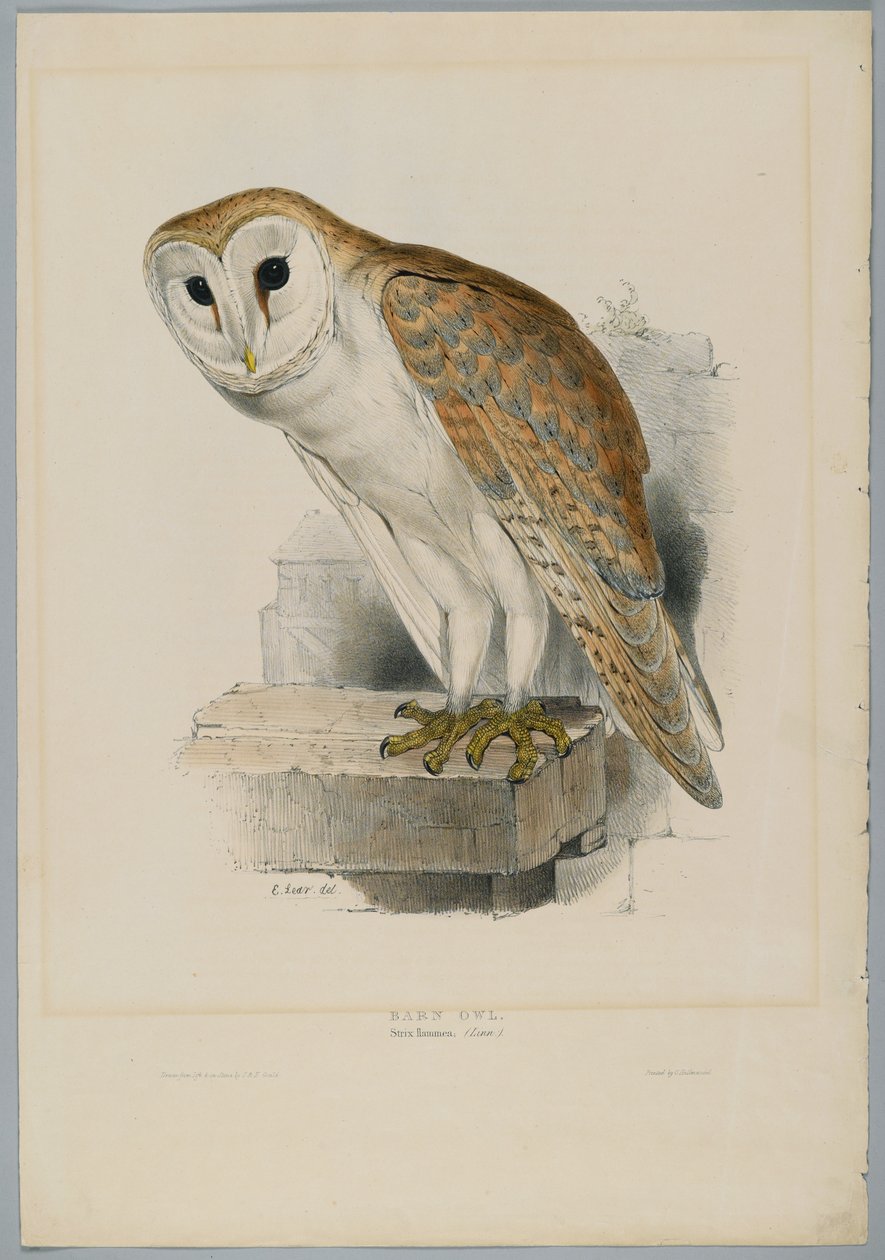 Strix Flammea - Lårugle av John after Gould