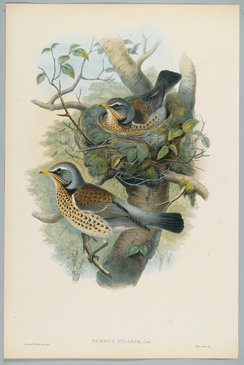 Turdus Pilarus - Einertrost, gravert av H. C. Richter av John after Gould