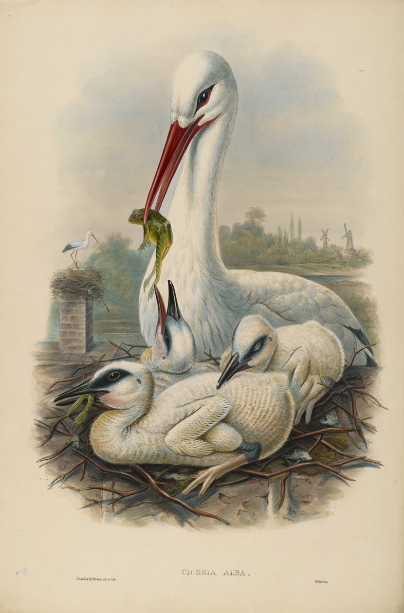 Ukjent bilde av John after Gould