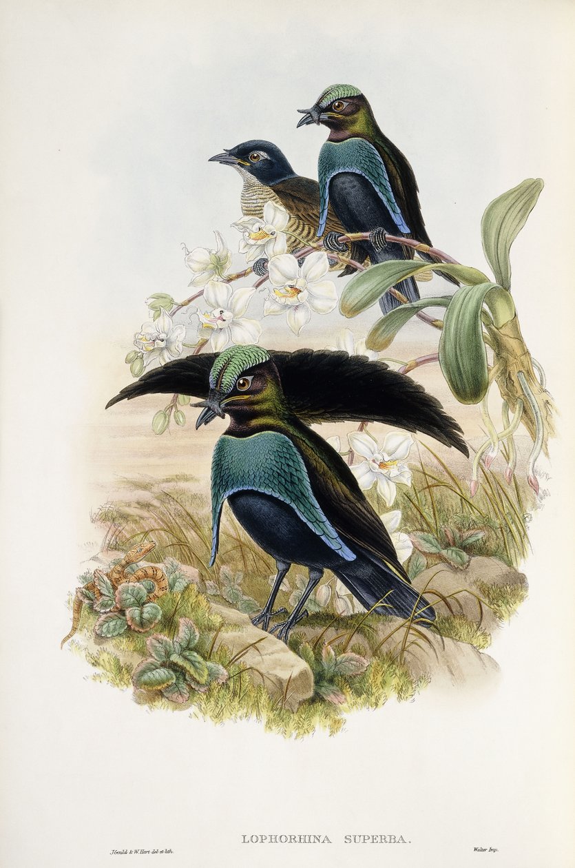 Superb Bird of Paradise (Lophorina Superba) av John and Hart William Gould