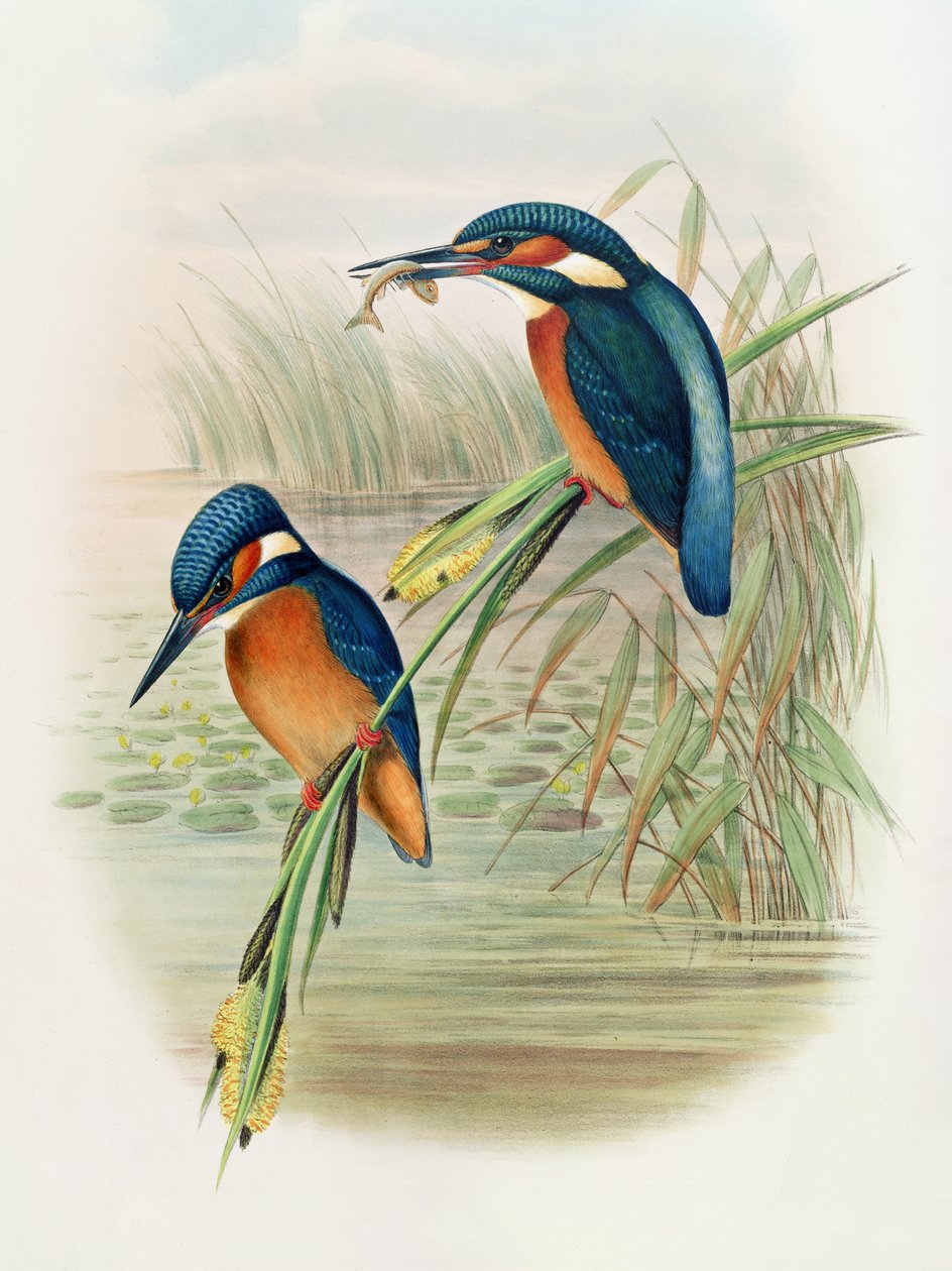 Alcedo Ispida, plate fra 