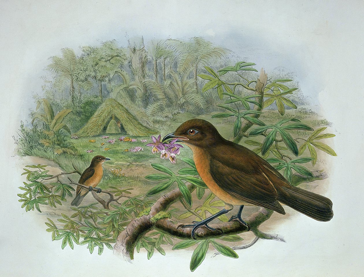 Amblyornis Inornatus, Vogelkop Gardener Bowerbird av John and Hart, William Gould