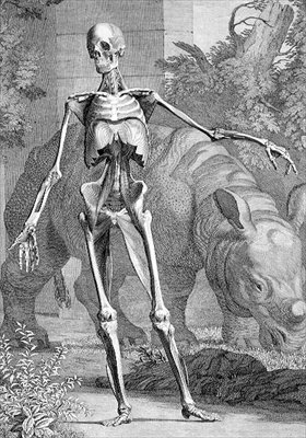 Et skjelett, plate 4 fra 