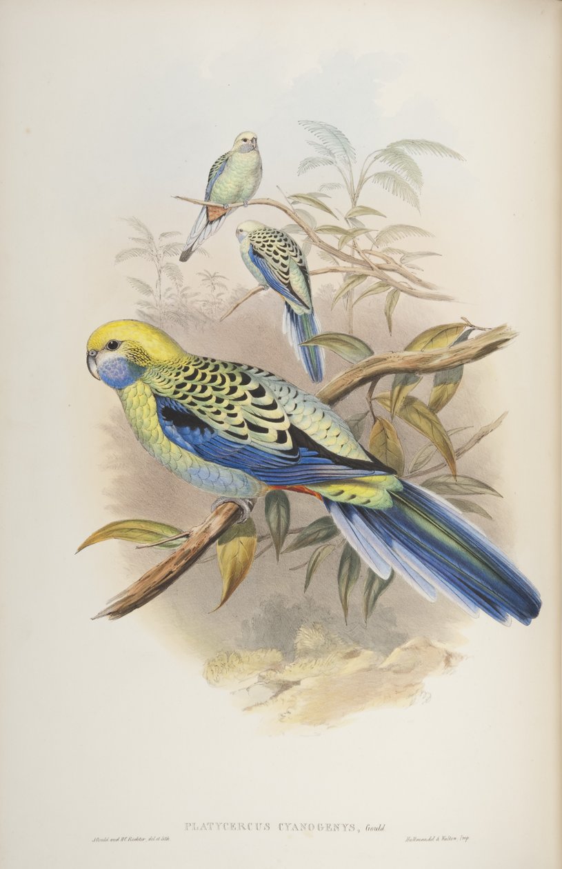 Platycerus cyanogenus, fra The Birds of Australia av John Gould, 1840 av John and Richter Gould