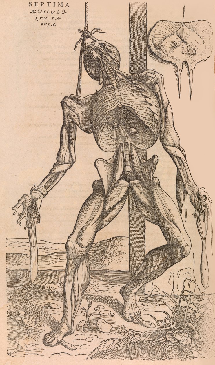 De humani corporis fabrica Of the Structure of the Human Body, 1555. av John of Calcar