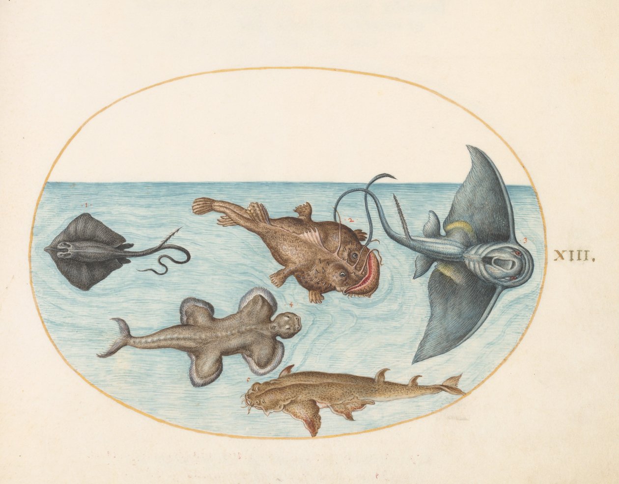 Dyr Aqvatilia og Cochiliata (Aqva) - Plate XIII av Joris Hoefnagel