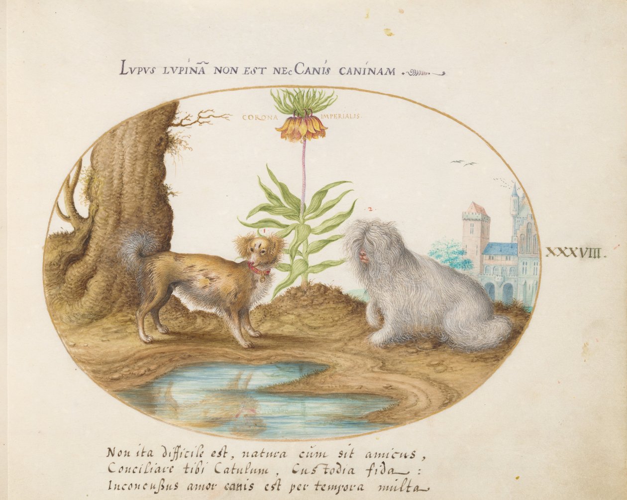 Dyr av Aqvatilia og Cochiliata (Aqva) - Plate 38 av Joris Hoefnagel