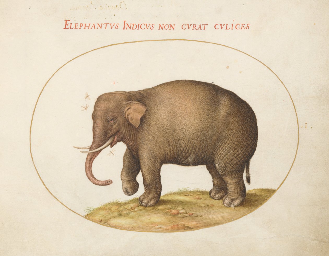 Animalia Qvadrvpedia et Reptilia (Terra) - Plate I av Joris Hoefnagel