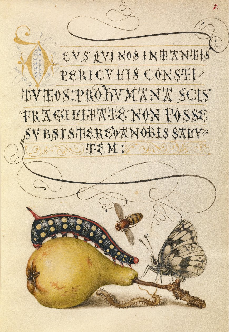 Flu, Caterpillar, pære og tusenbein av Joris Hoefnagel