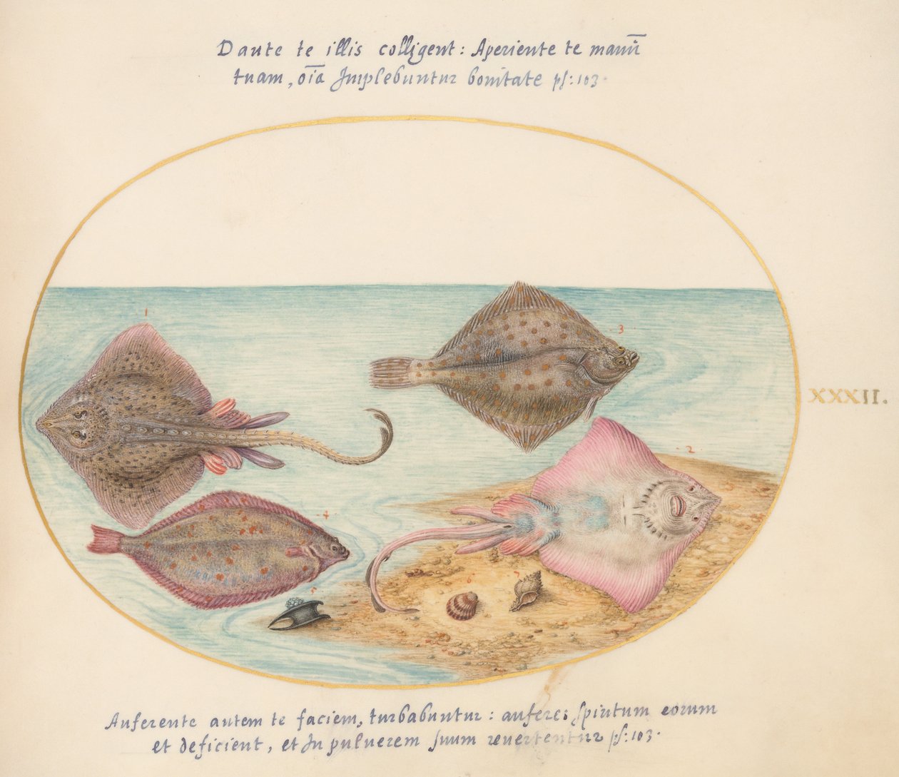 Joris van Gogh, Animals of Aqvatilia and Cochiliata (Aqva) - Plate 32 av Joris Hoefnagel