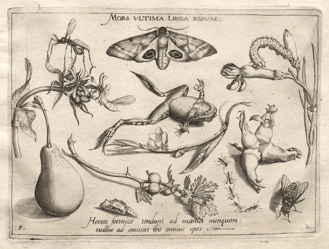 Arketyper og studier: Døden er linjen som markerer slutten på hele del II, plate 5, 1592. av Joris Hoefnagel