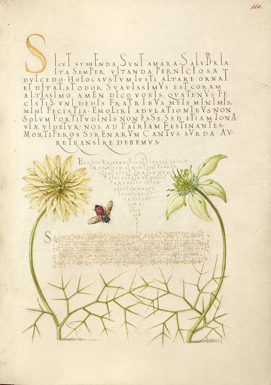  av Joris Hoefnagel