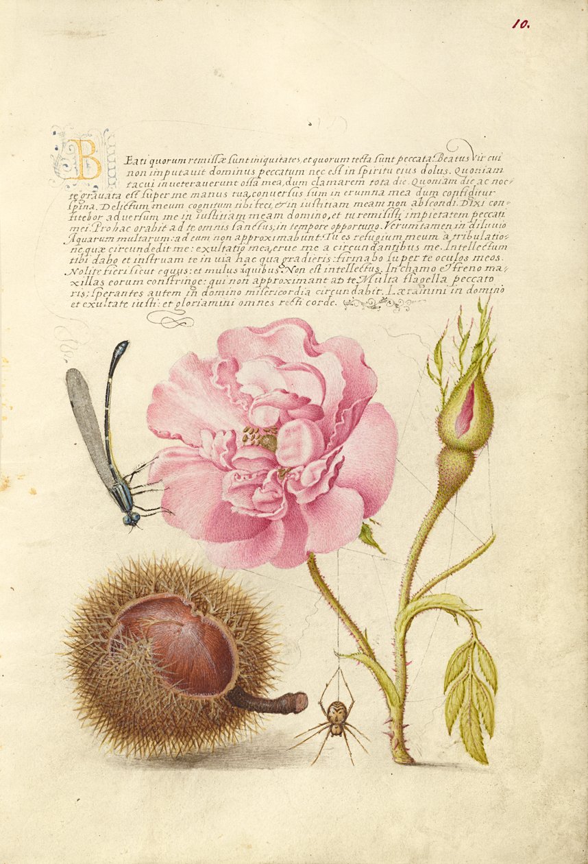  av Joris Hoefnagel