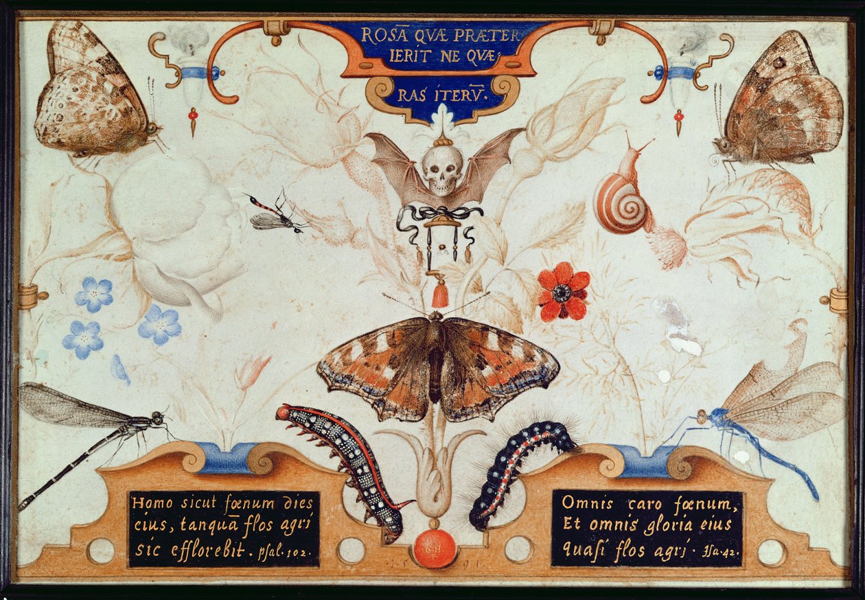 Diptyk med blomster og insekter, 1591 (maruflasje og pergament på panel) av Joris Hoefnagel
