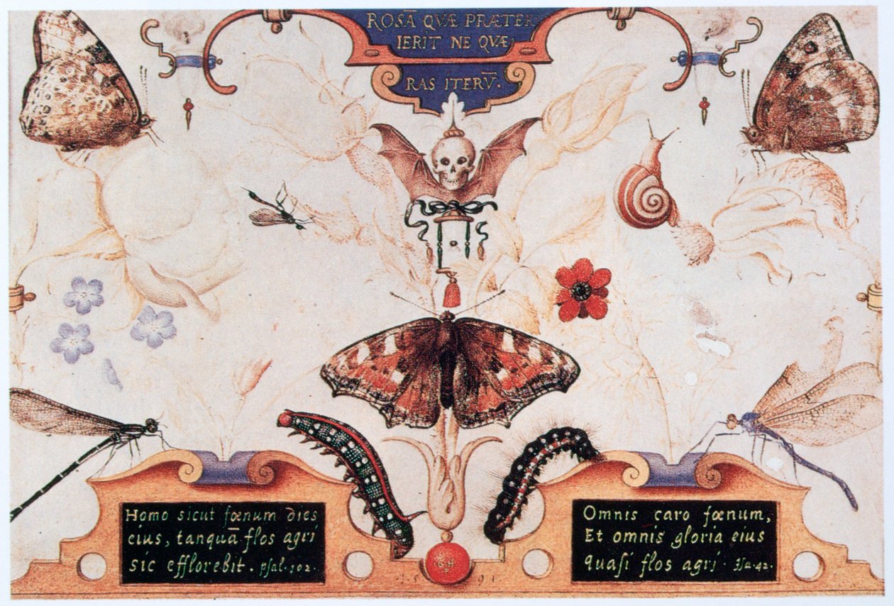 Diptyk med blomster og insekter, 1591. av Joris Hoefnagel