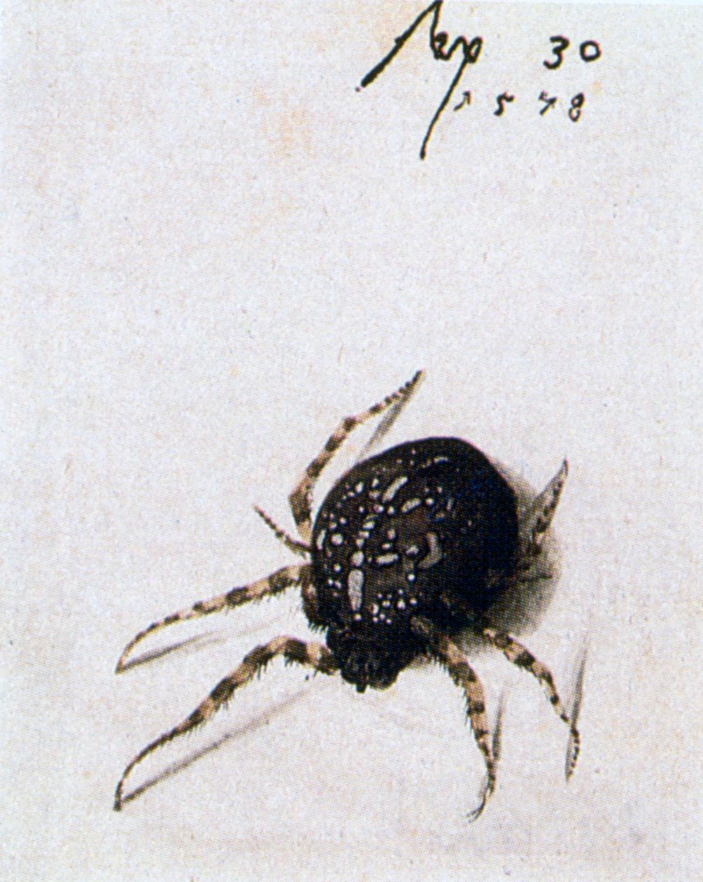 Kvinnelig edderkopp, 1578 av Joris Hoefnagel