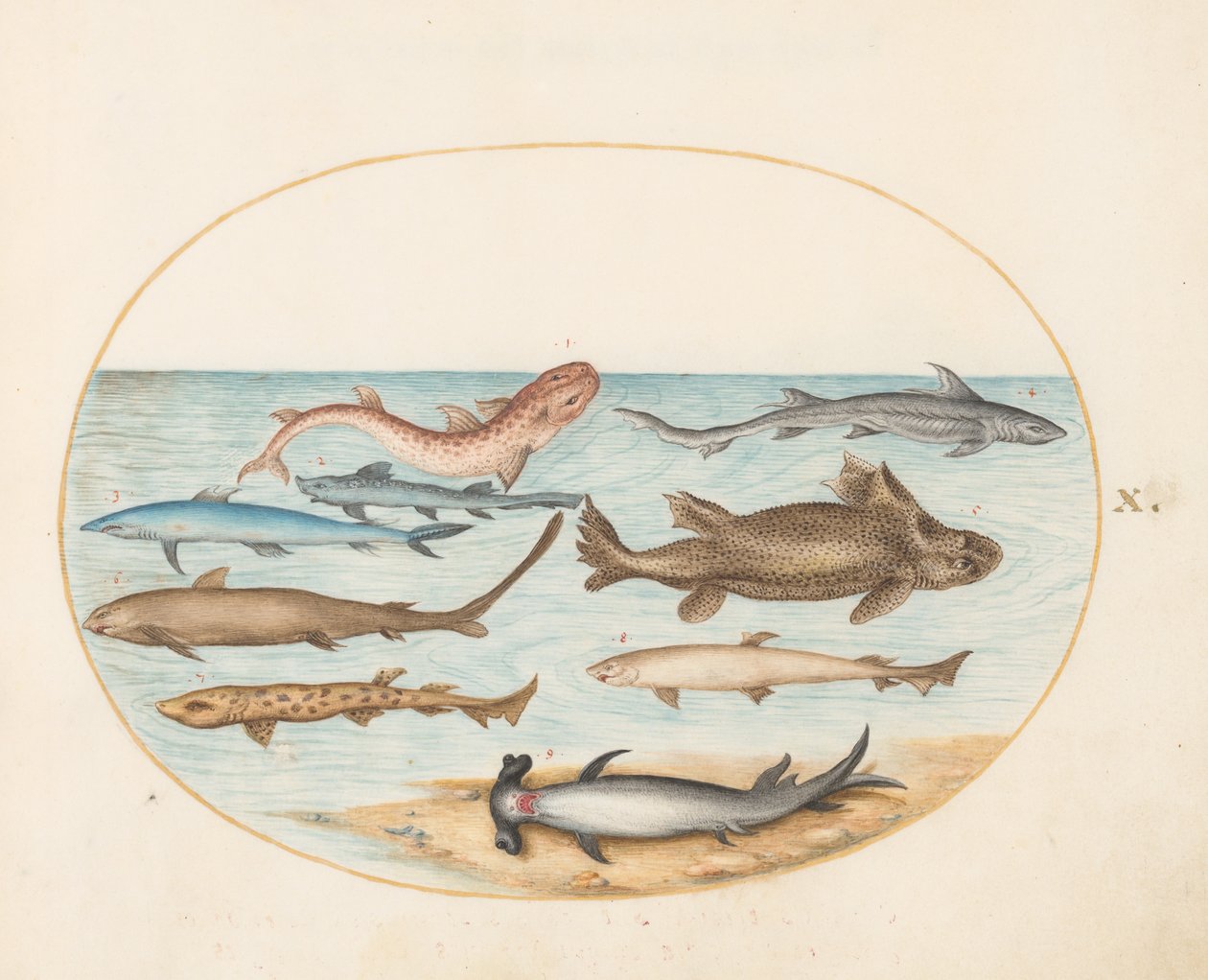 Fisk, ca. 1575-80 av Joris Hoefnagel
